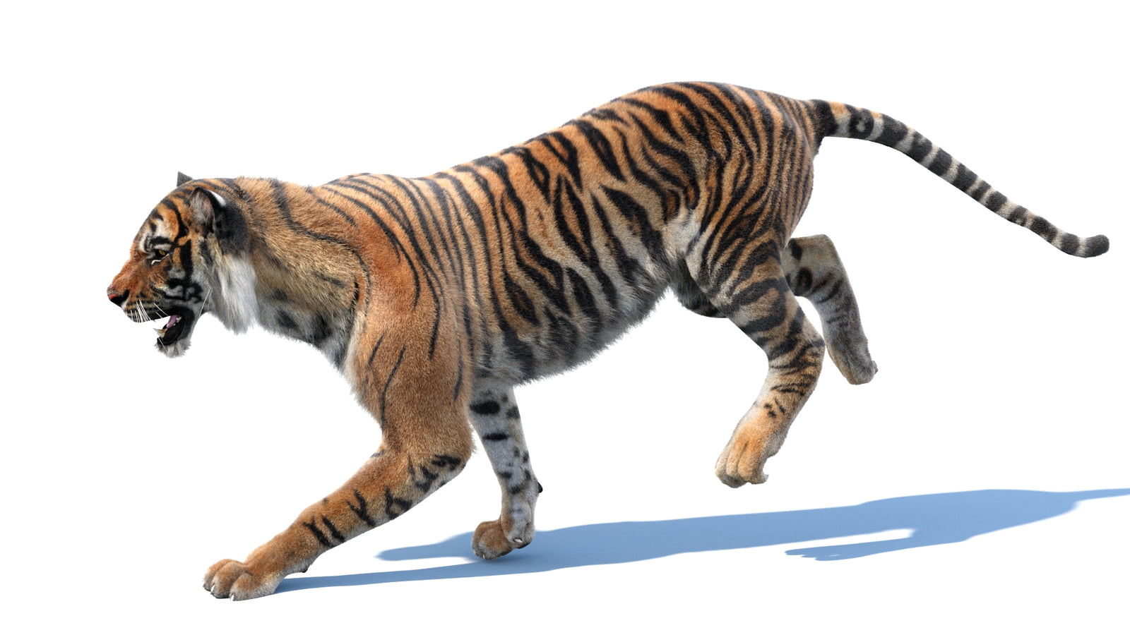 Animated Tiger 3D Model with Fur 360° view 3 frame 12