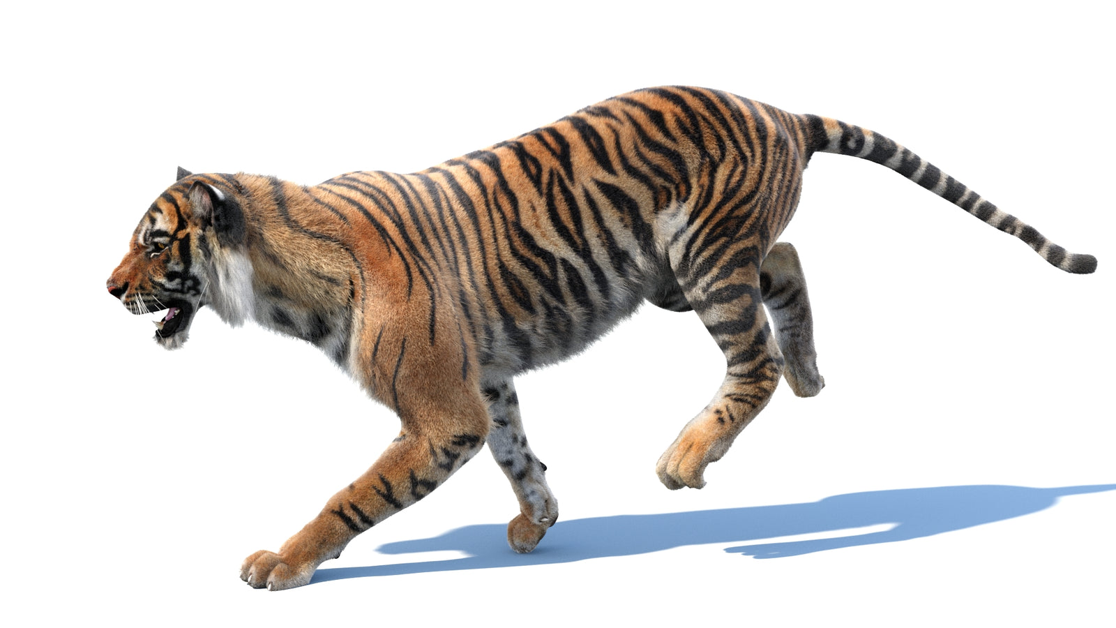 Animated Tiger 3D Model with Fur 360° view 3 frame 13
