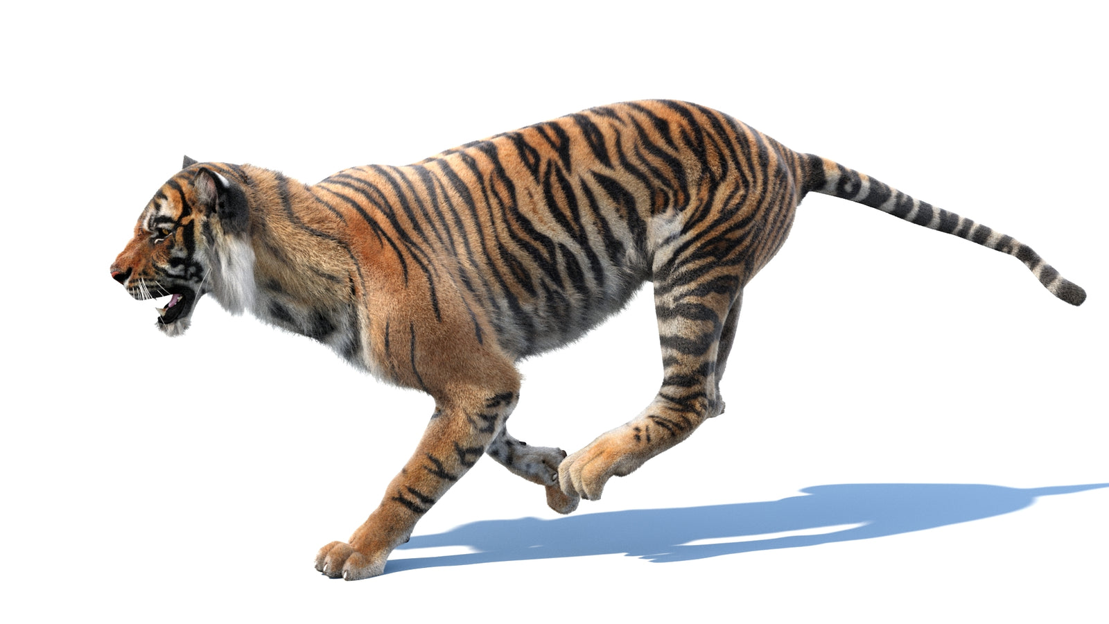 Animated Tiger 3D Model with Fur 360° view 3 frame 15