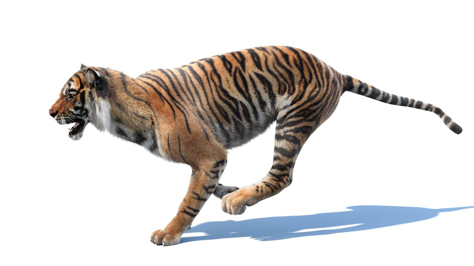 Animated Tiger 3D Model with Fur 360° view 3 frame 16