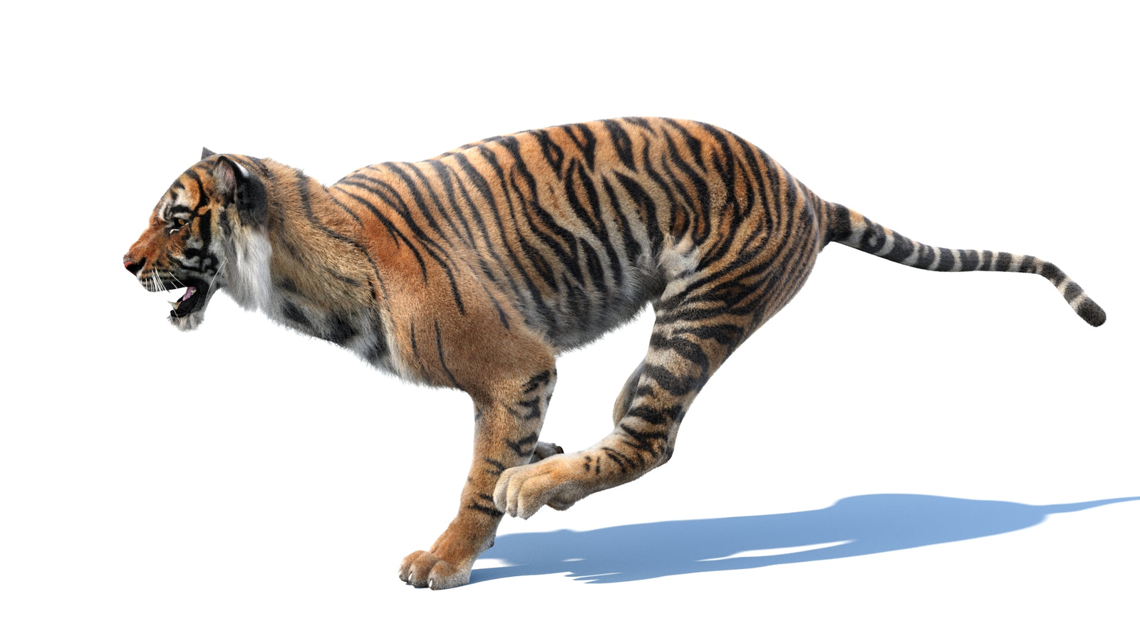 Animated Tiger 3D Model with Fur 360° view 3 frame 17