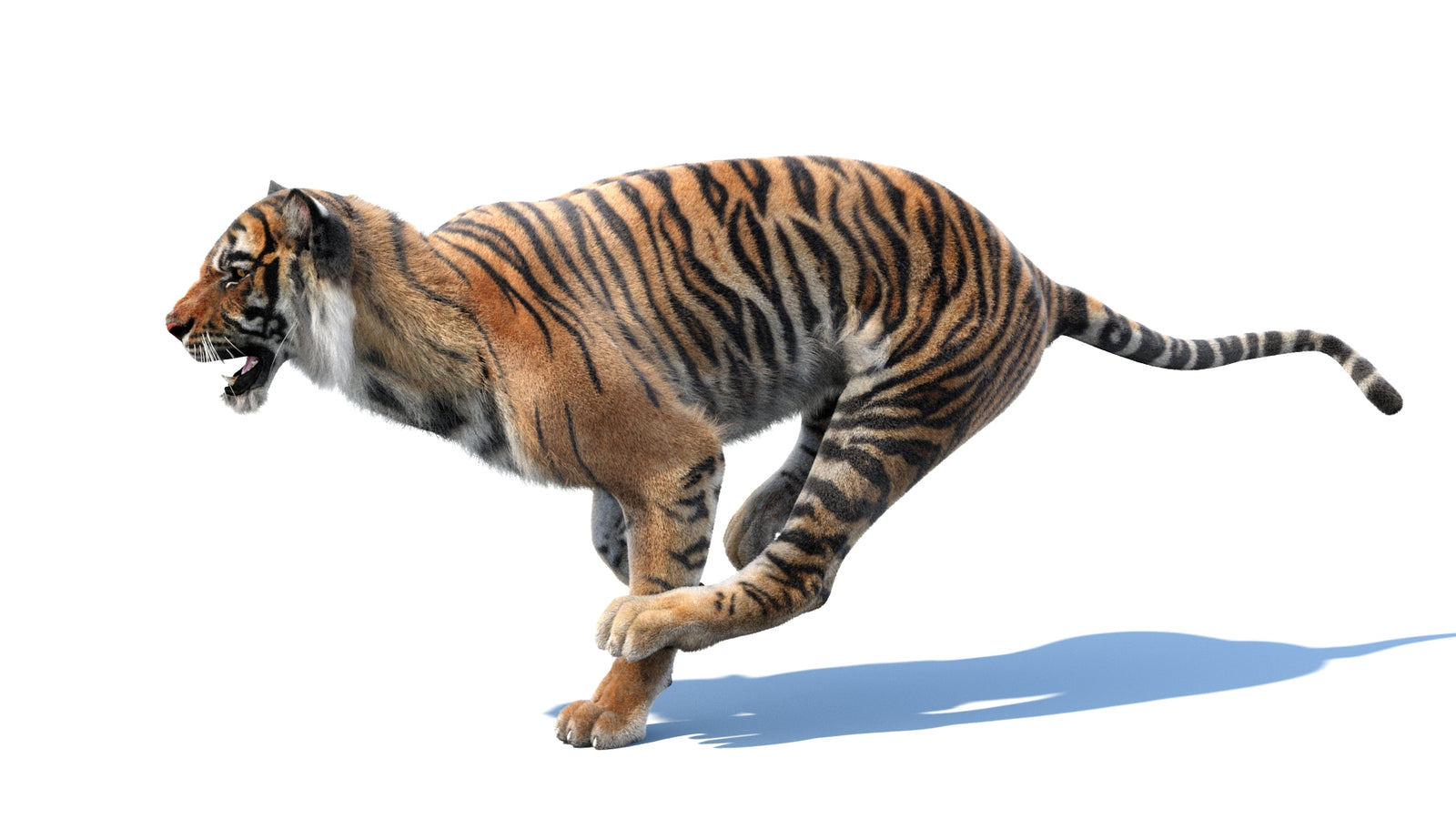 Animated Tiger 3D Model with Fur 360° view 3 frame 18