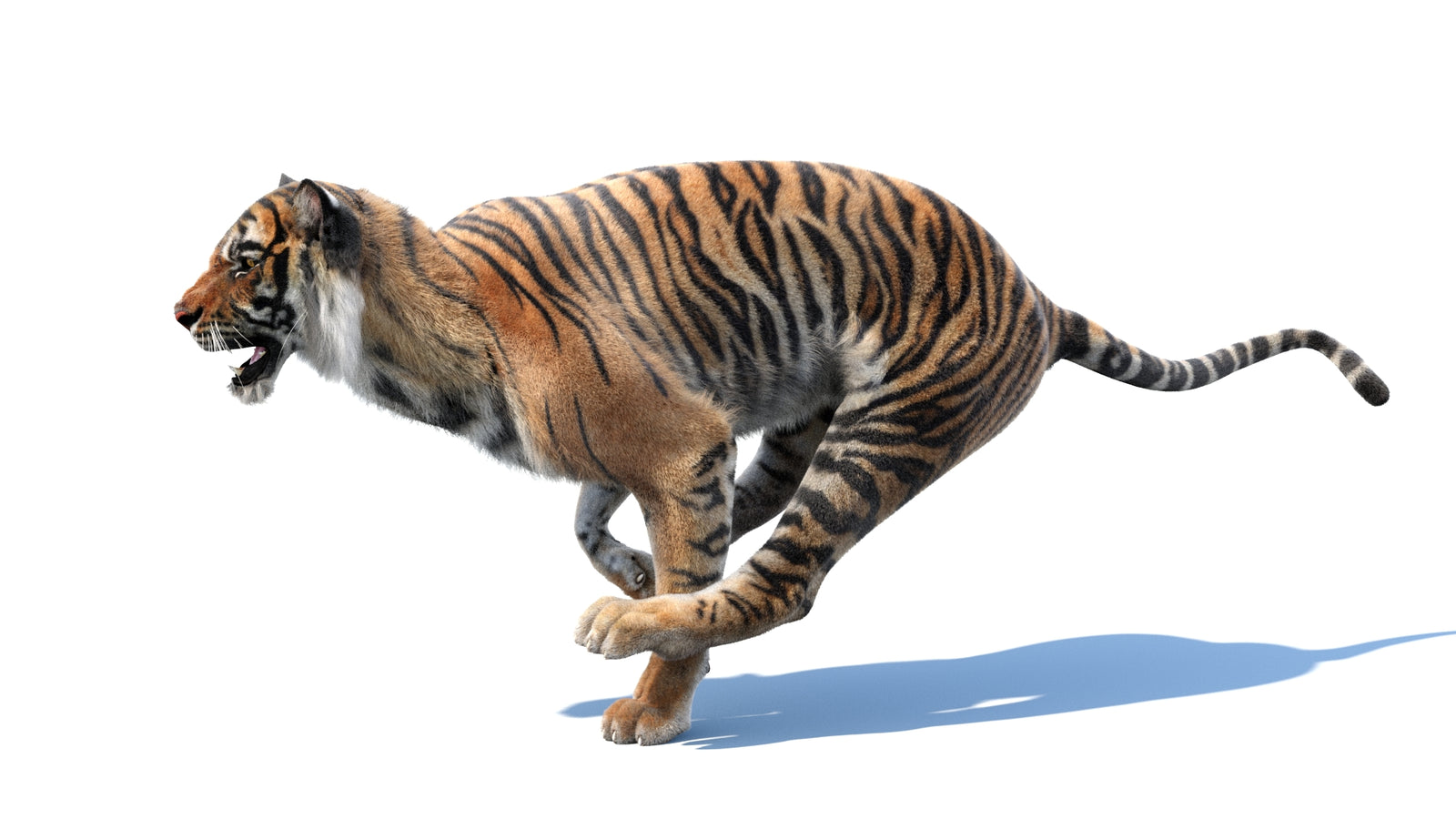 Animated Tiger 3D Model with Fur 360° view 3 frame 19