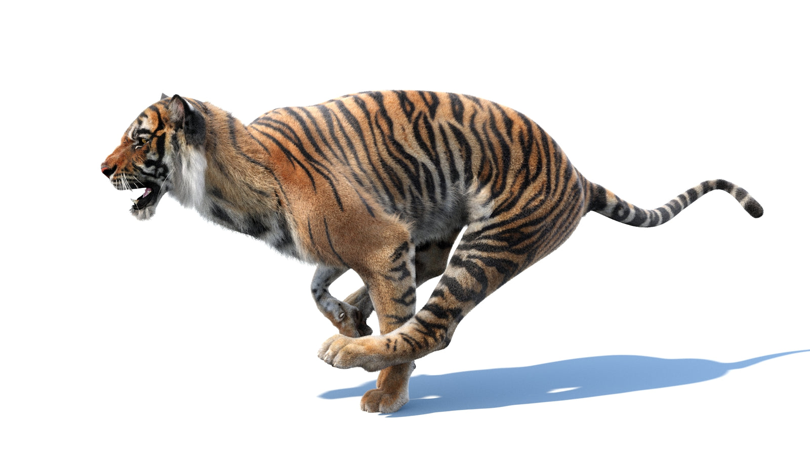 Animated Tiger 3D Model with Fur 360° view 3 frame 20