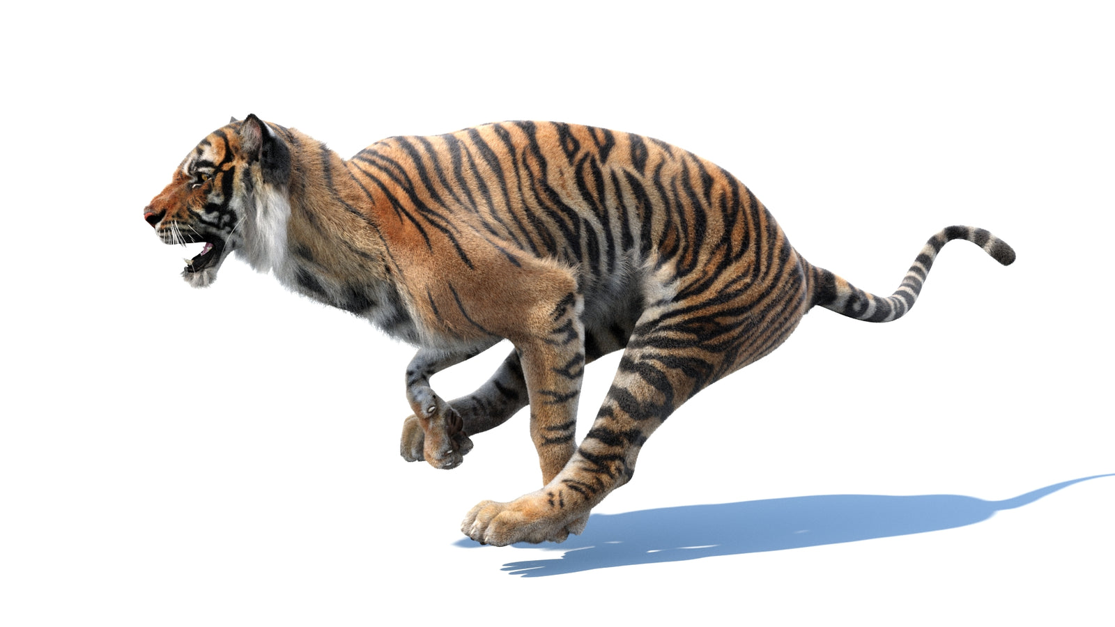 Animated Tiger 3D Model with Fur 360° view 3 frame 22