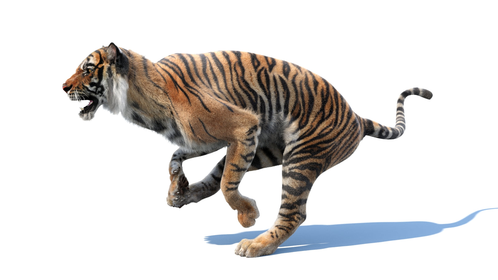 Animated Tiger 3D Model with Fur 360° view 3 frame 24