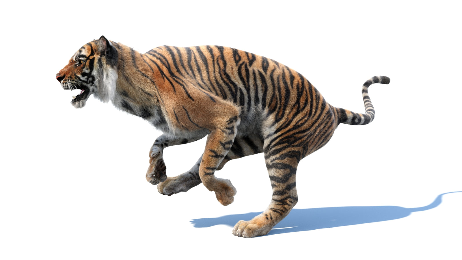 Animated Tiger 3D Model with Fur 360° view 3 frame 25