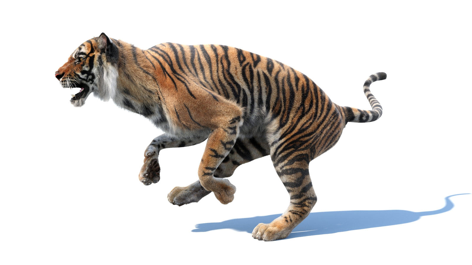 Animated Tiger 3D Model with Fur 360° view 3 frame 26
