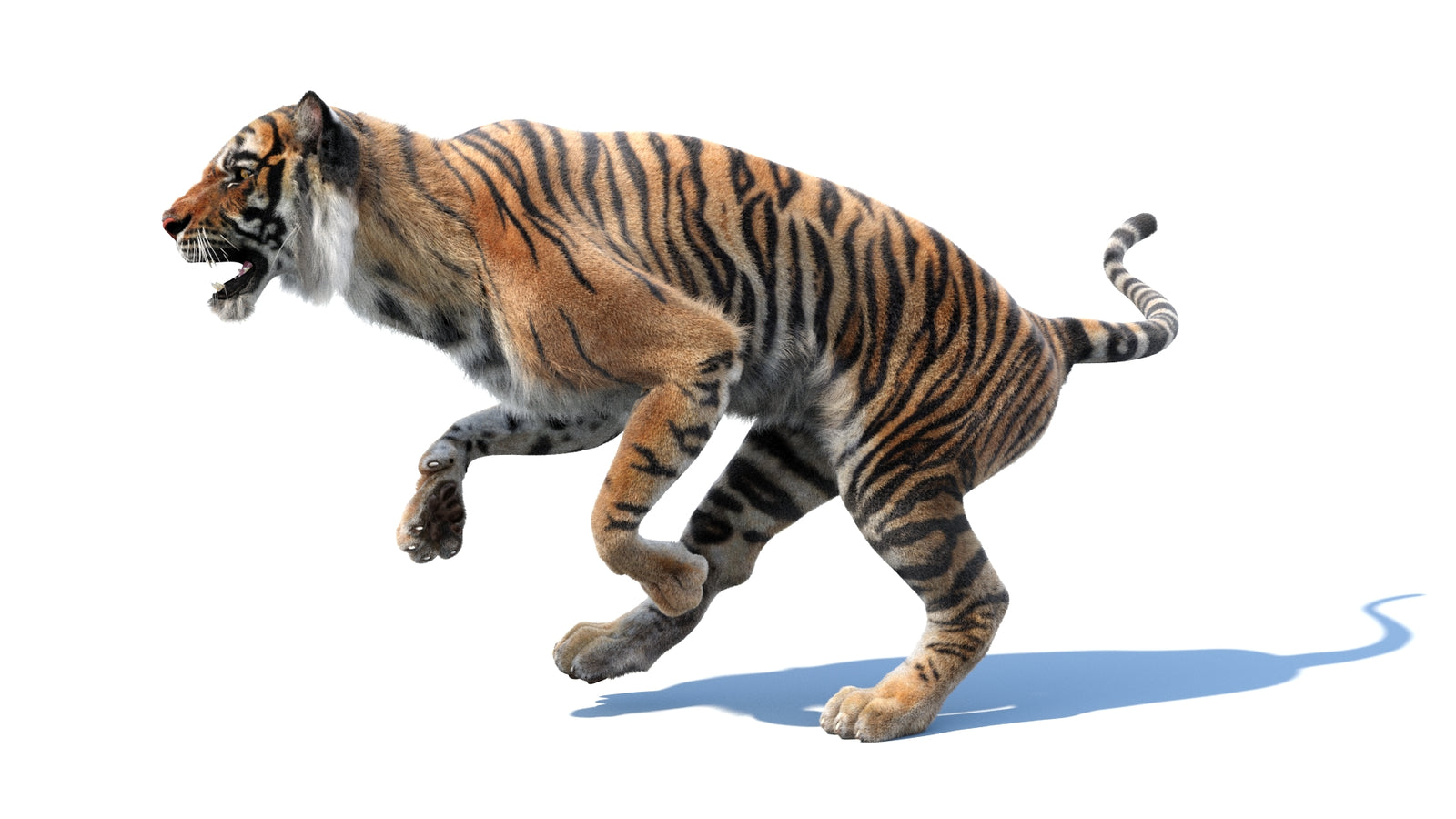 Animated Tiger 3D Model with Fur 360° view 3 frame 27