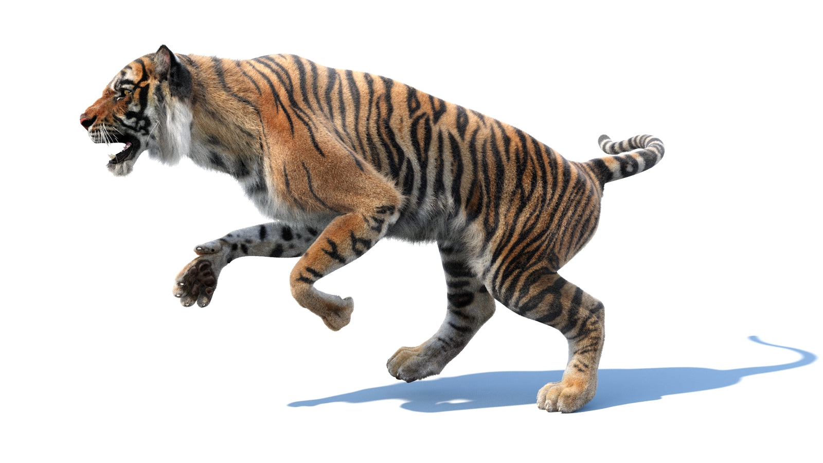 Animated Tiger 3D Model with Fur 360° view 3 frame 30