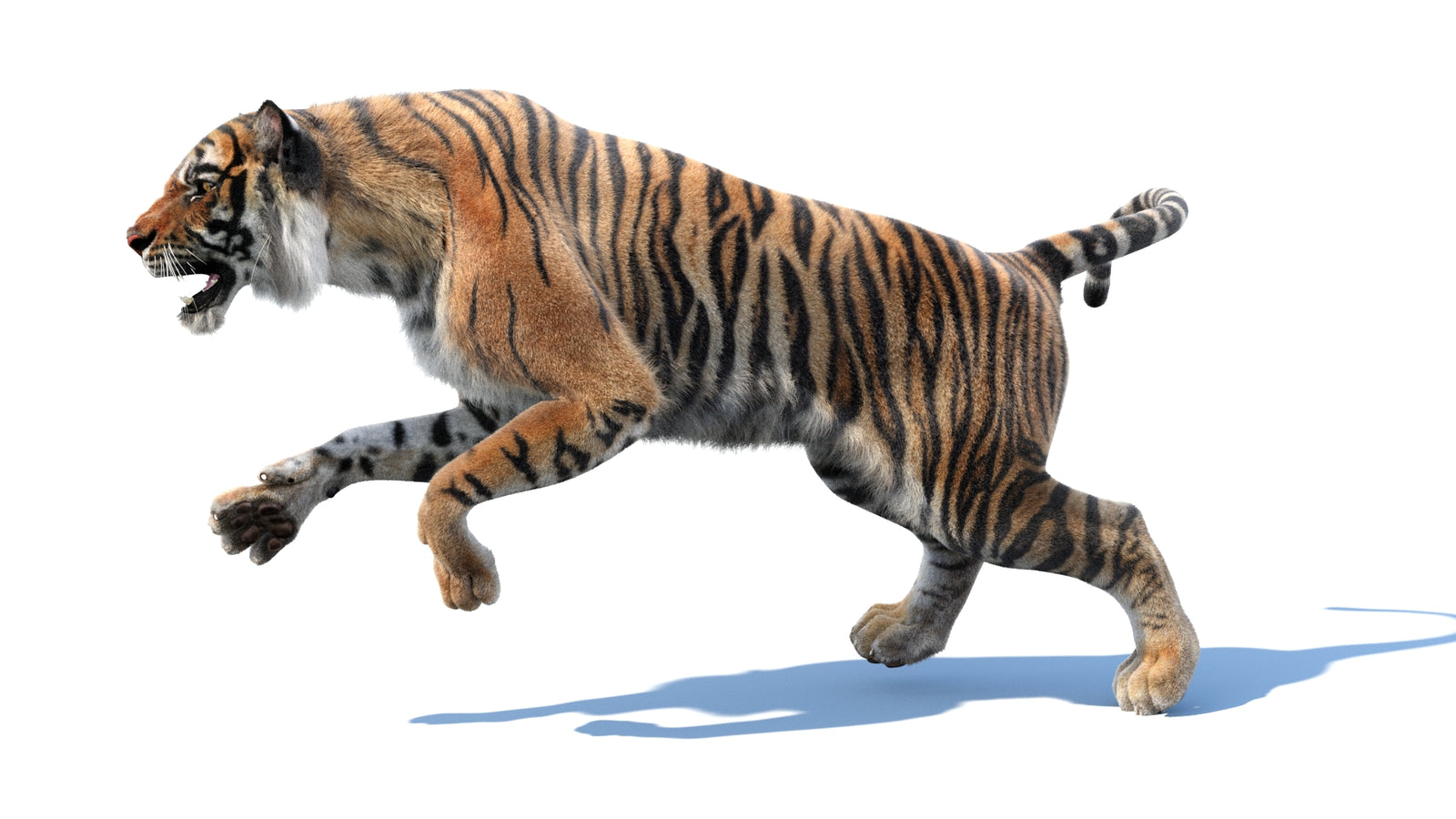 Animated Tiger 3D Model with Fur 360° view 3 frame 34