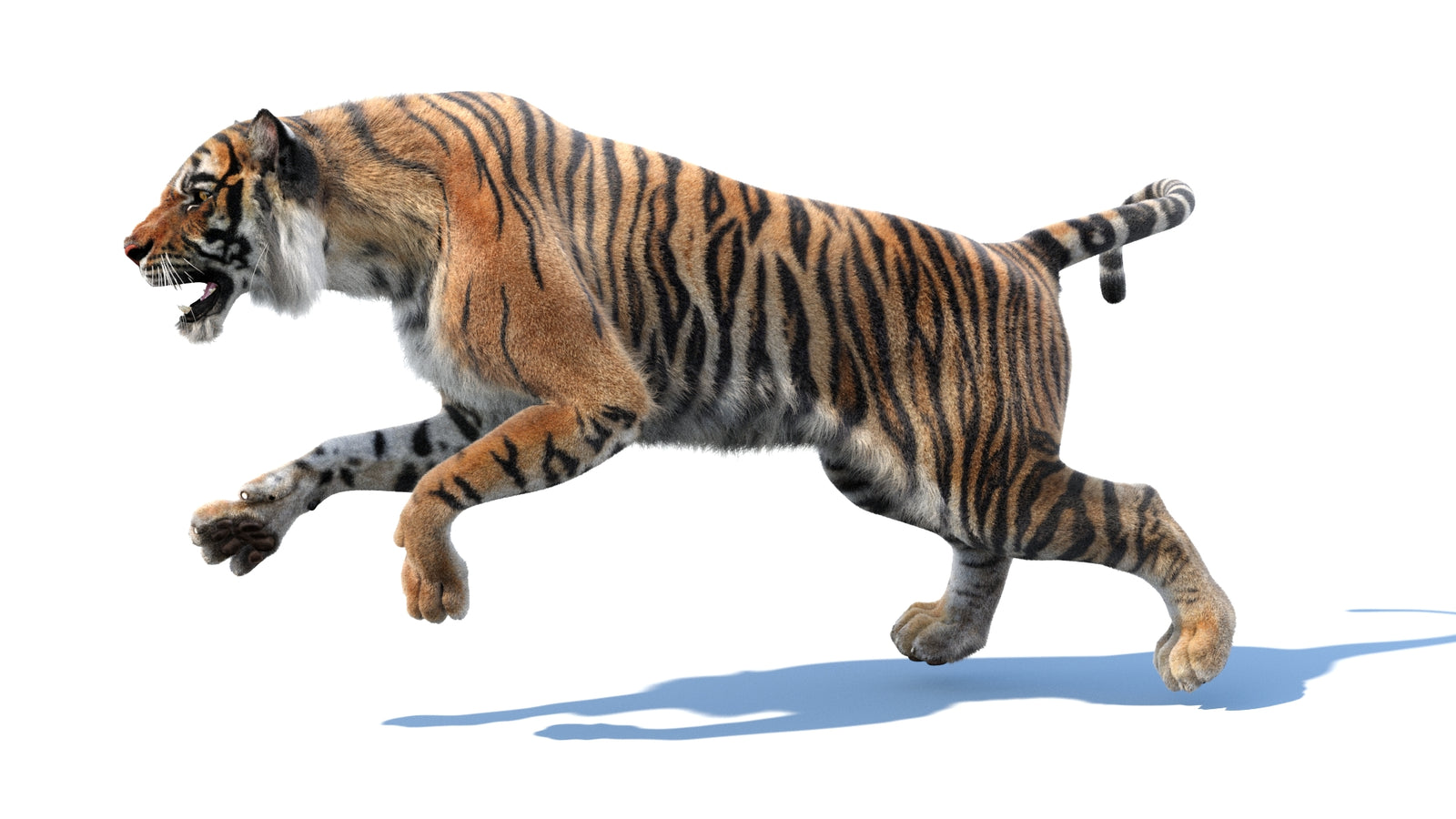 Animated Tiger 3D Model with Fur 360° view 3 frame 35