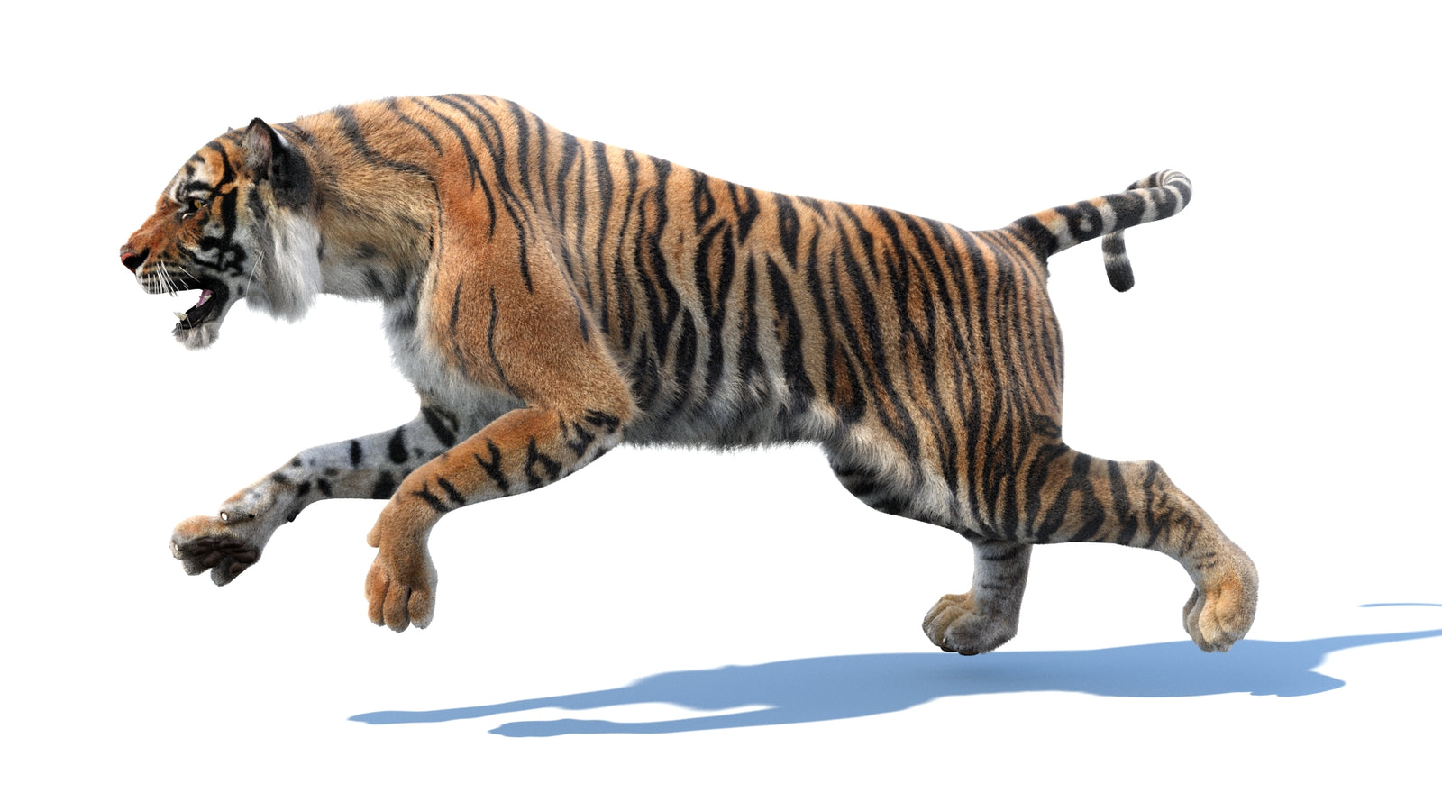 Animated Tiger 3D Model with Fur 360° view 3 frame 36