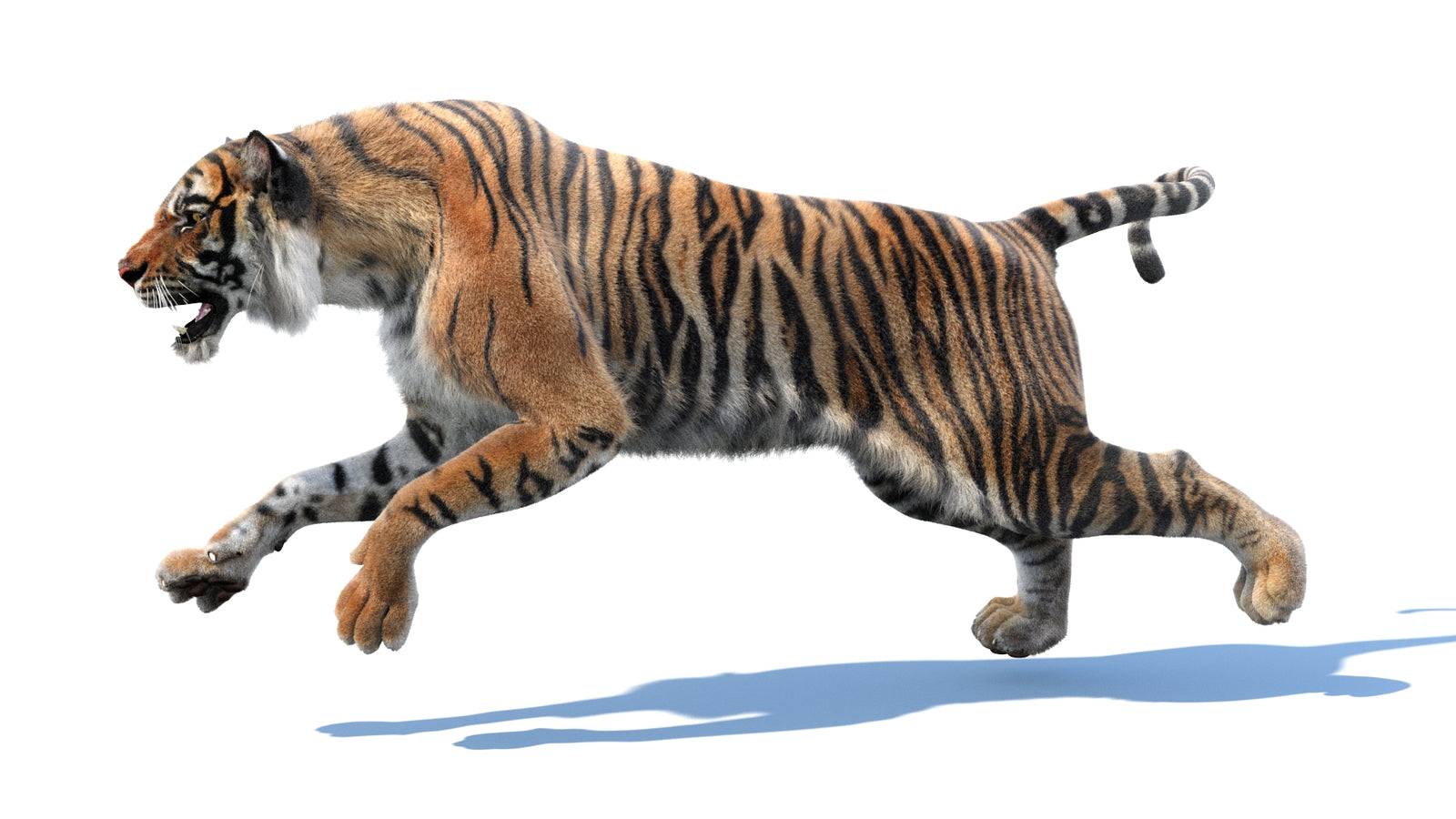 Animated Tiger 3D Model with Fur 360° view 3 frame 37