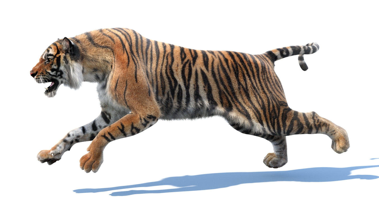 Animated Tiger 3D Model with Fur 360° view 3 frame 38