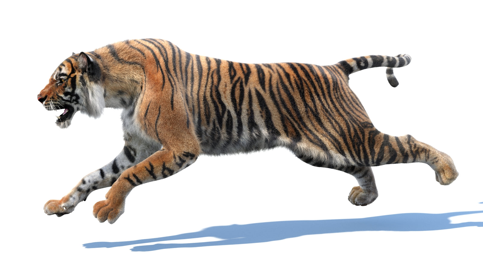 Animated Tiger 3D Model with Fur 360° view 3 frame 39