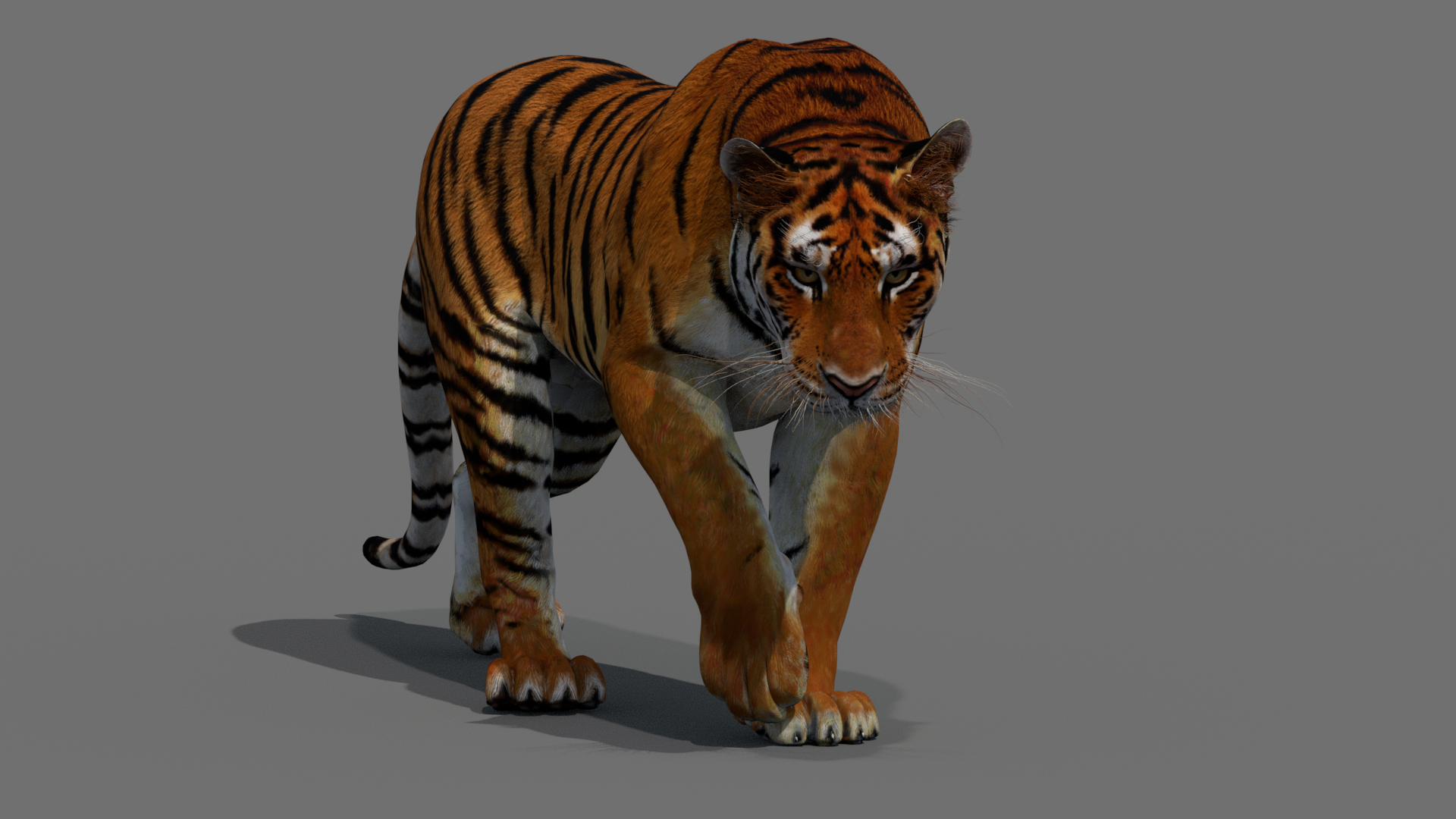Tiger 3D Model Animated - 360 Degree View