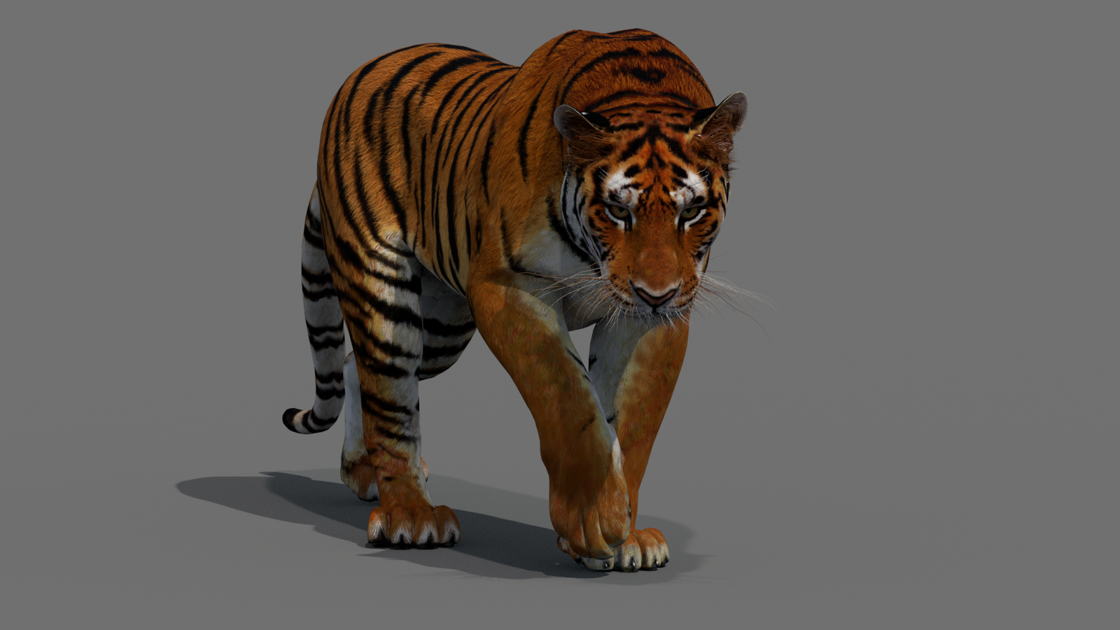 Tiger 3D Model Animated 360° view 2 frame 2