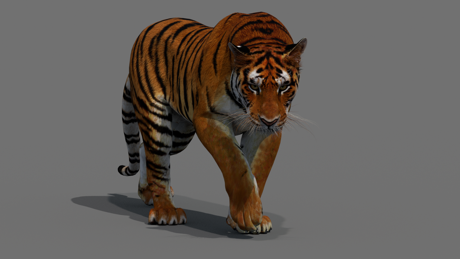 Tiger 3D Model Animated 360° view 2 frame 3