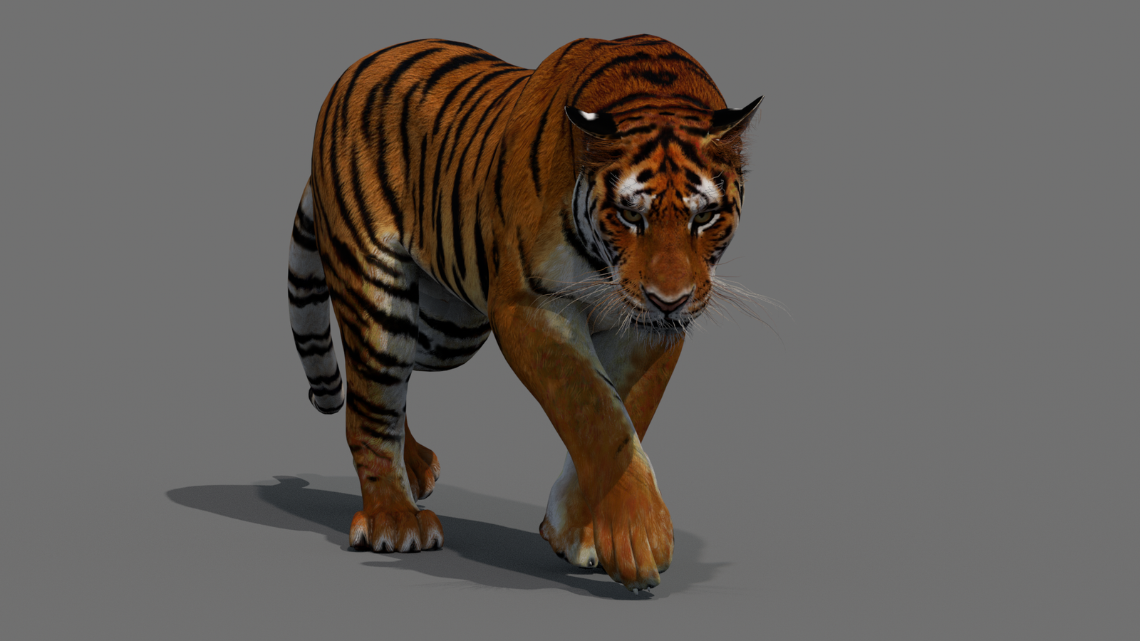 Tiger 3D Model Animated 360° view 2 frame 6