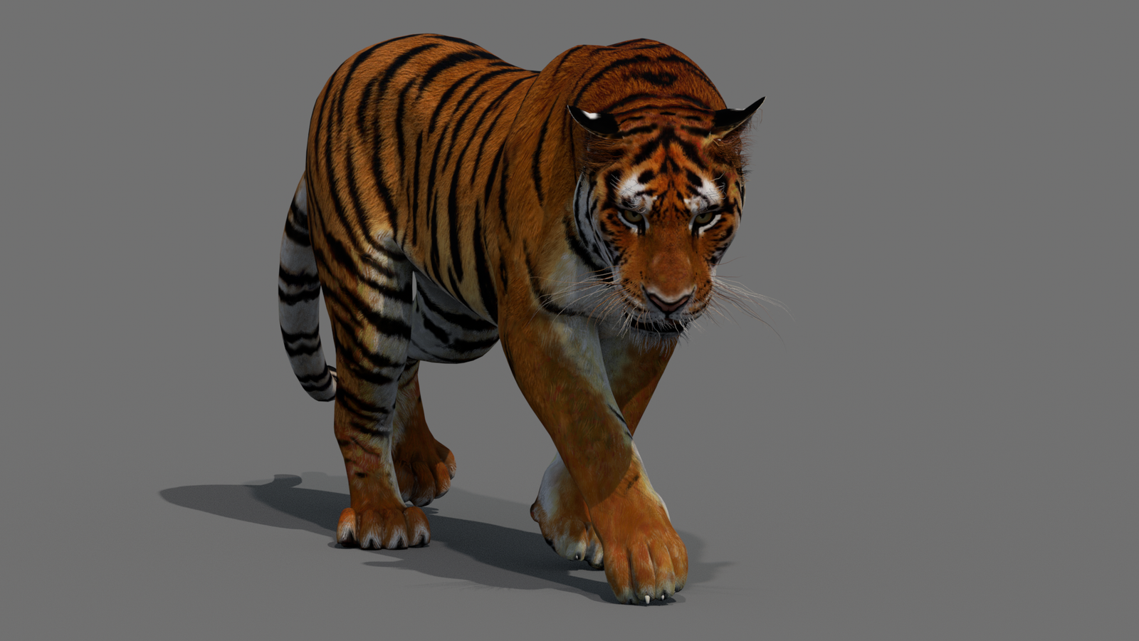 Tiger 3D Model Animated 360° view 2 frame 8
