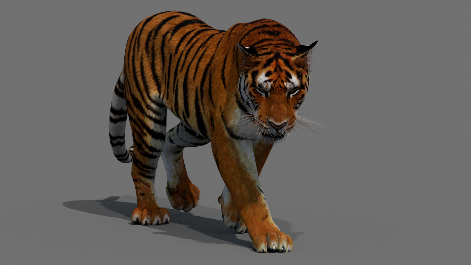 Tiger 3D Model Animated 360° view 2 frame 11