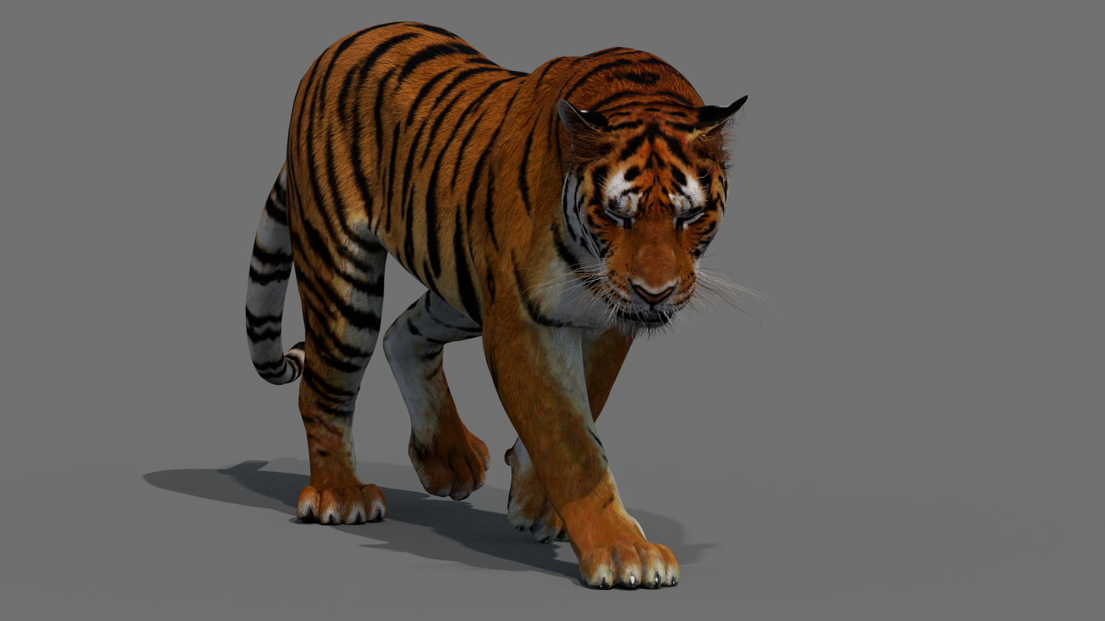 Tiger 3D Model Animated 360° view 2 frame 13