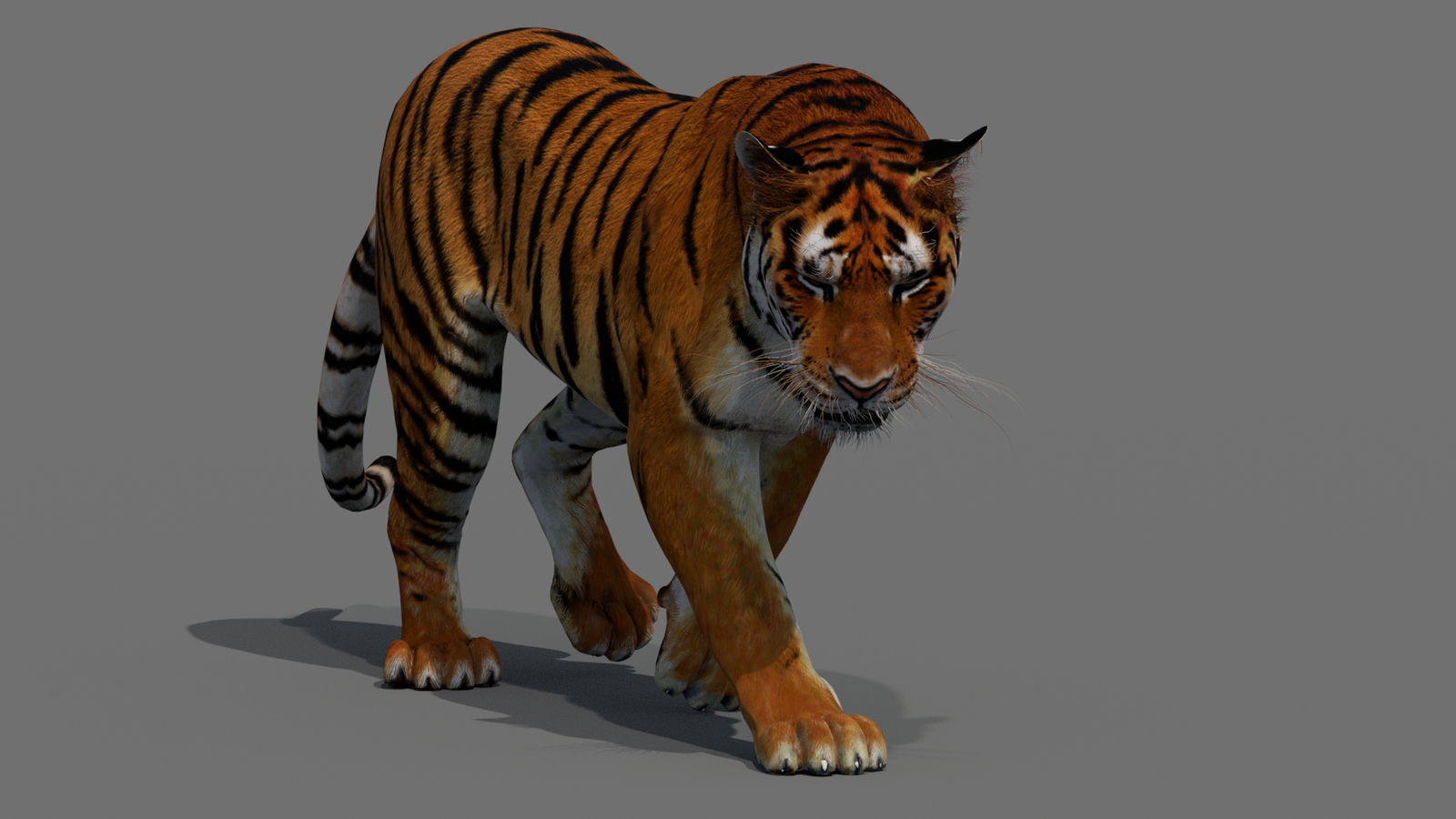 Tiger 3D Model Animated 360° view 2 frame 14