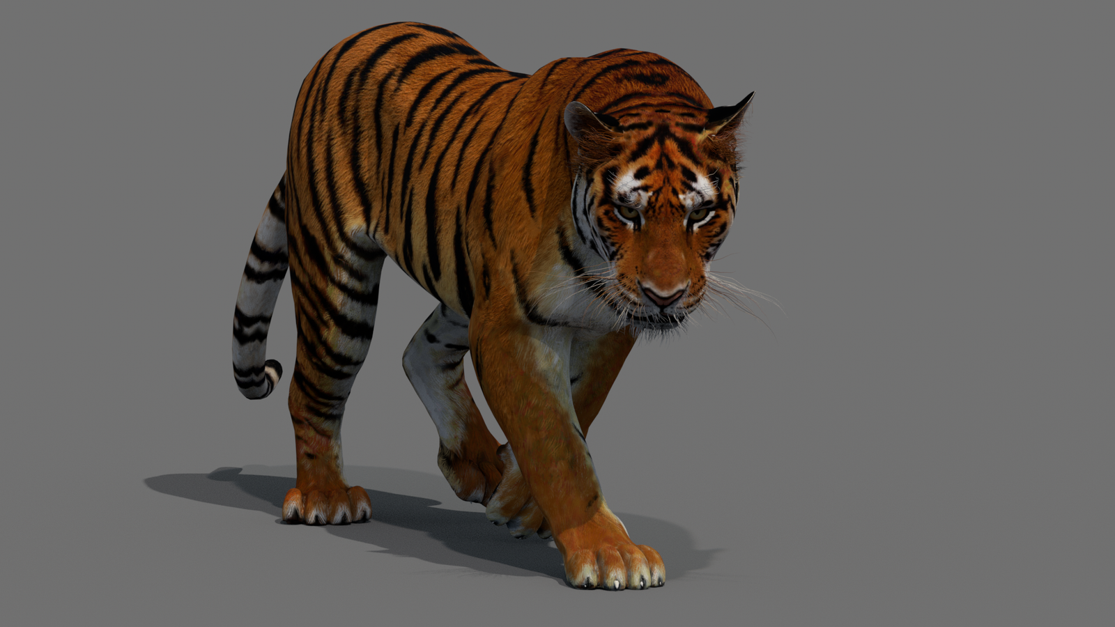 Tiger 3D Model Animated 360° view 2 frame 16
