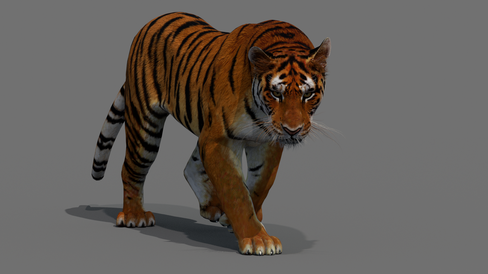 Tiger 3D Model Animated 360° view 2 frame 19