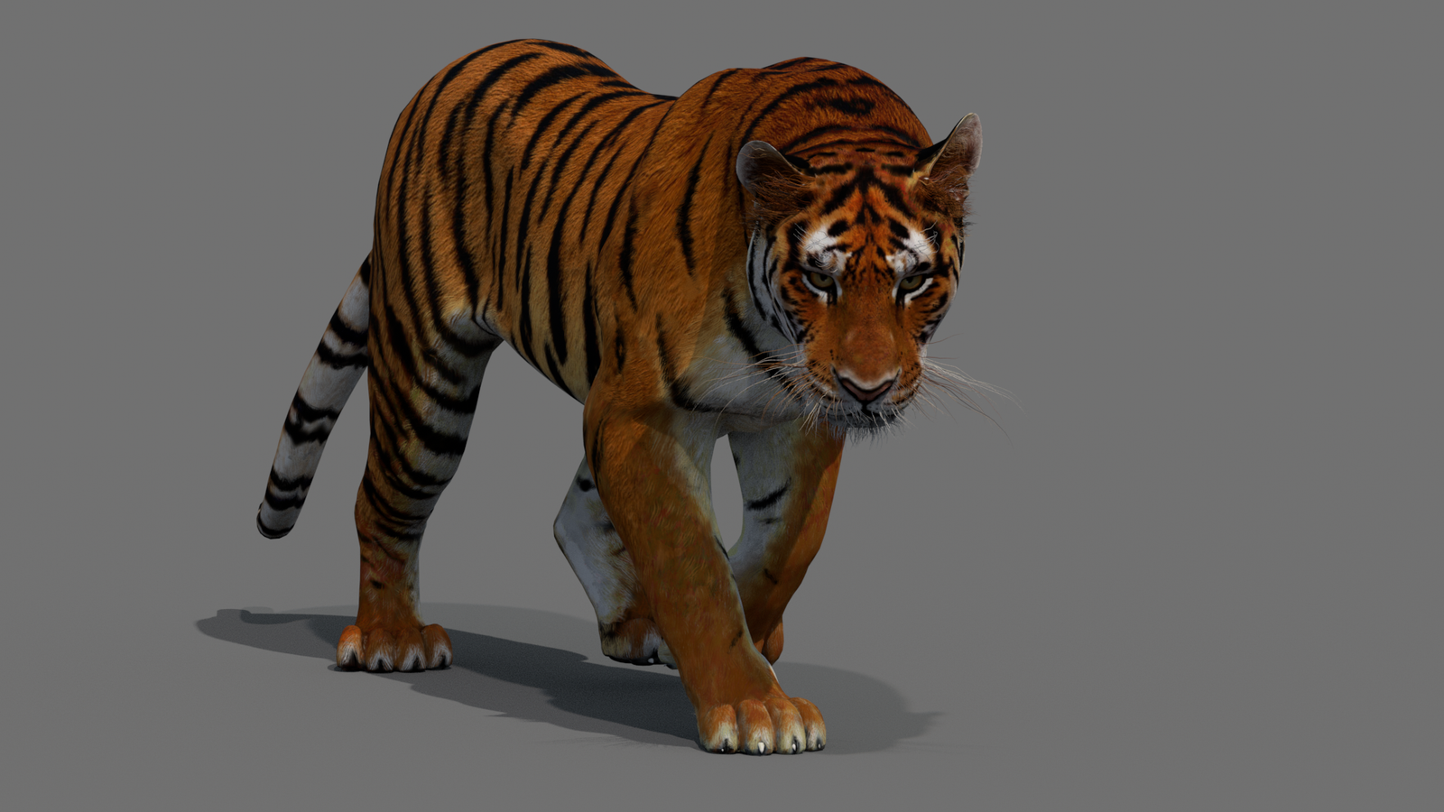 Tiger 3D Model Animated 360° view 2 frame 20