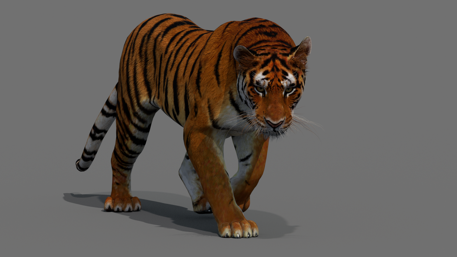 Tiger 3D Model Animated 360° view 2 frame 21