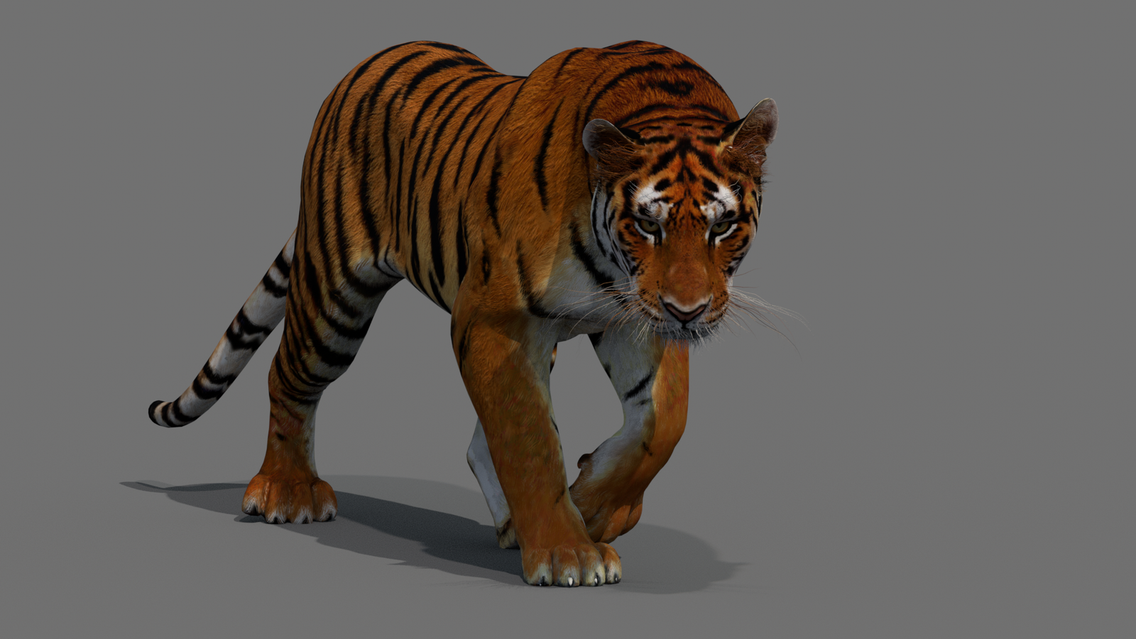 Tiger 3D Model Animated 360° view 2 frame 24