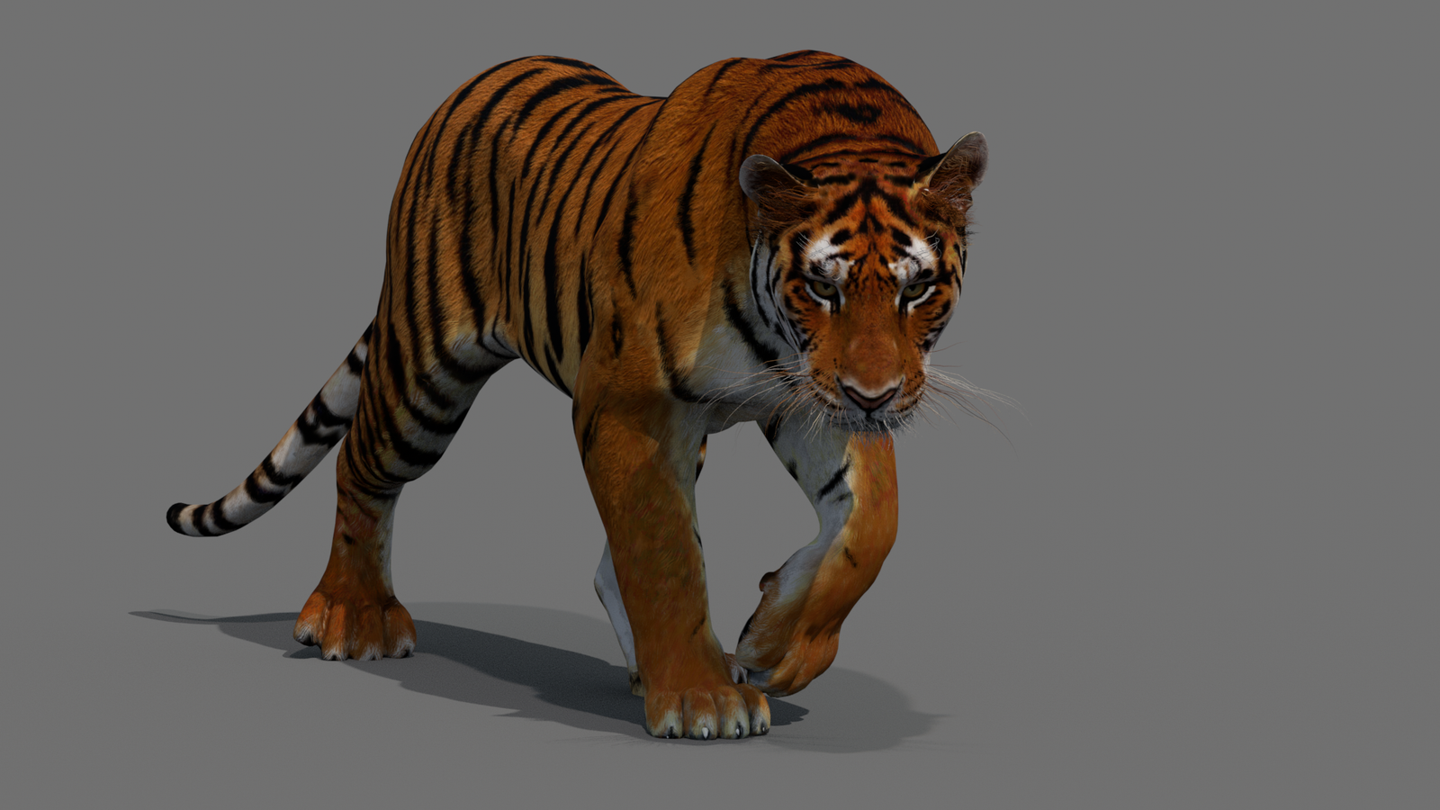 Tiger 3D Model Animated 360° view 2 frame 26