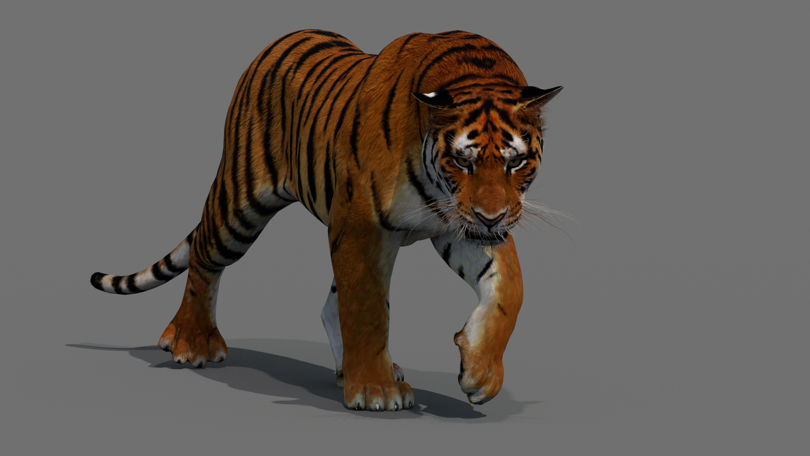 Tiger 3D Model Animated 360° view 2 frame 30