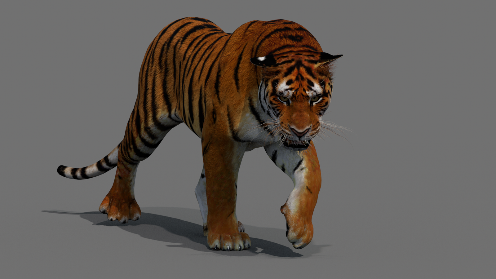 Tiger 3D Model Animated 360° view 2 frame 31