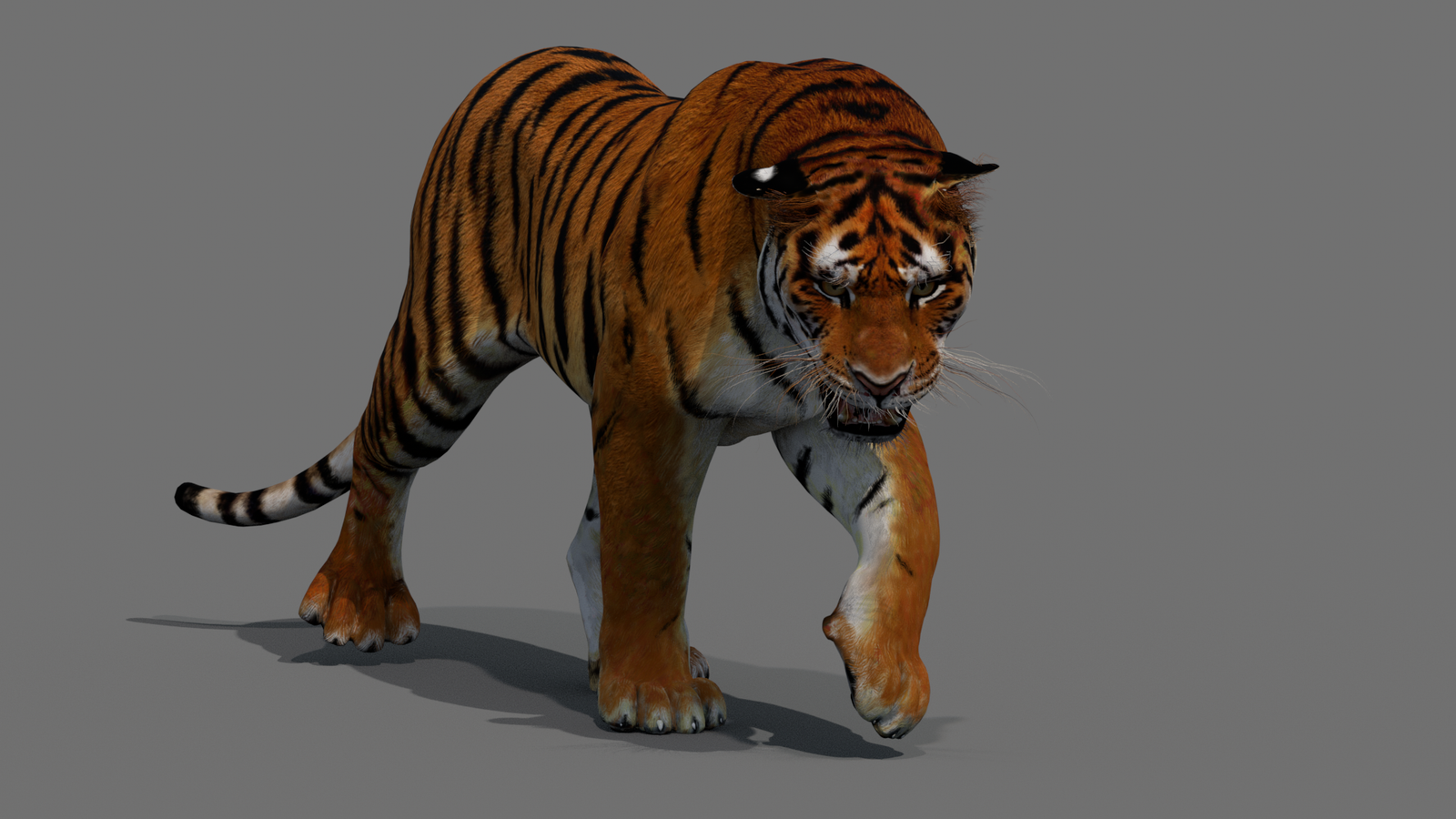 Tiger 3D Model Animated 360° view 2 frame 32