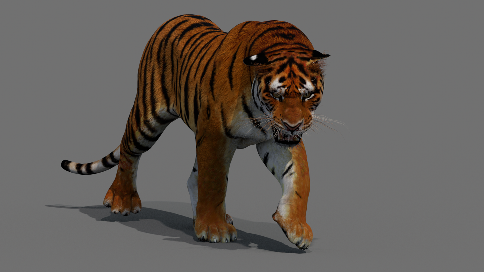 Tiger 3D Model Animated 360° view 2 frame 33