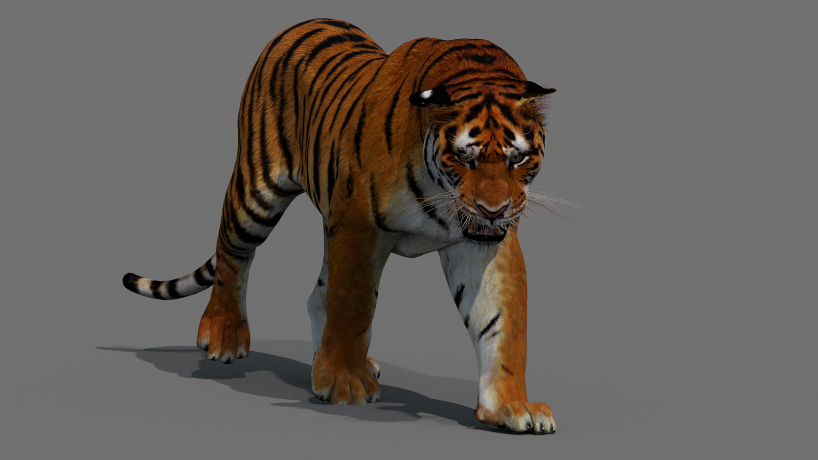 Tiger 3D Model Animated 360° view 2 frame 36