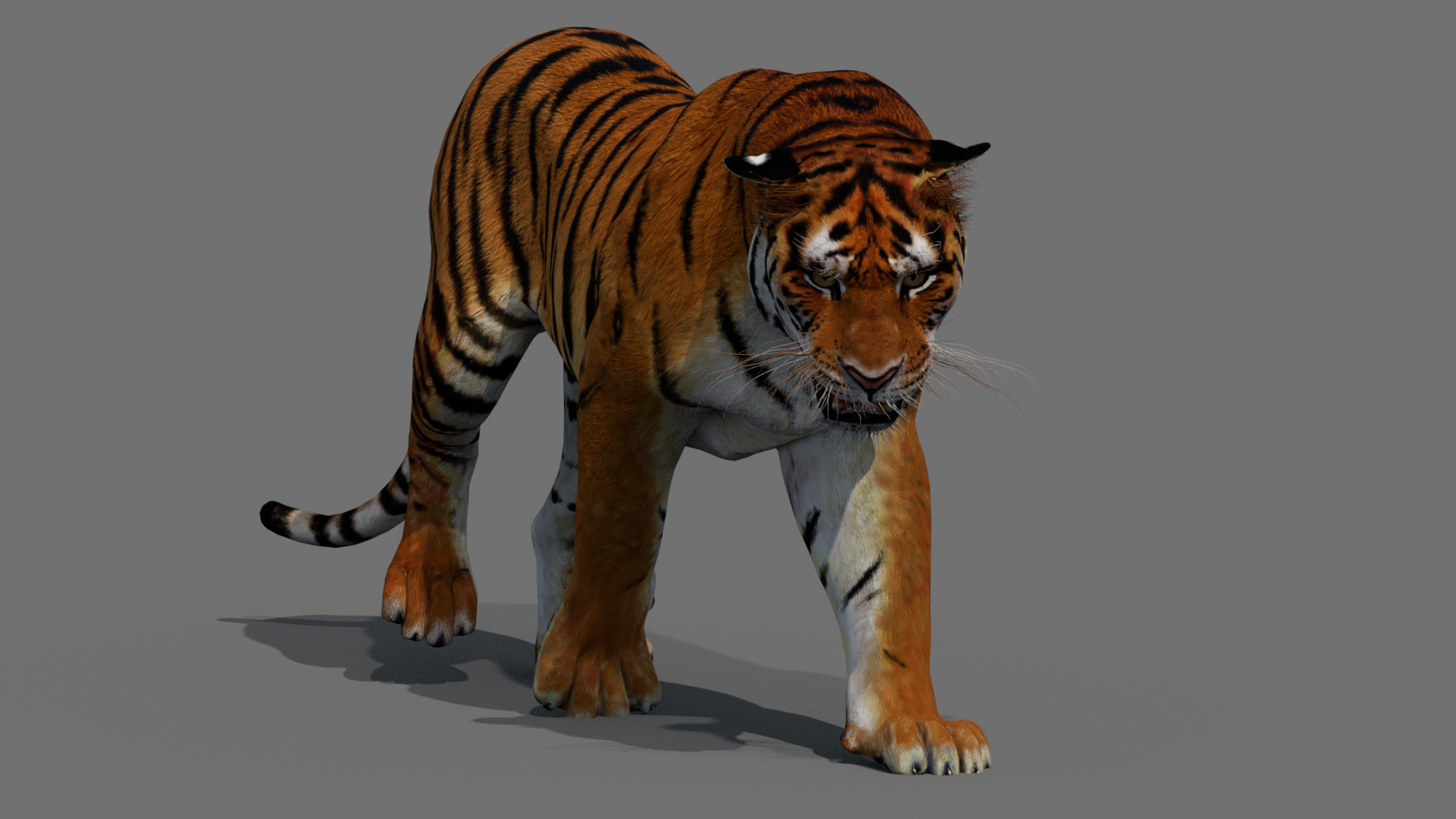 Tiger 3D Model Animated 360° view 2 frame 39