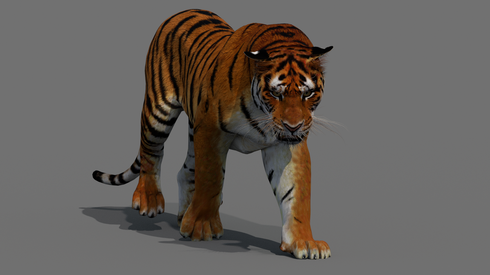 Tiger 3D Model Animated 360° view 2 frame 40