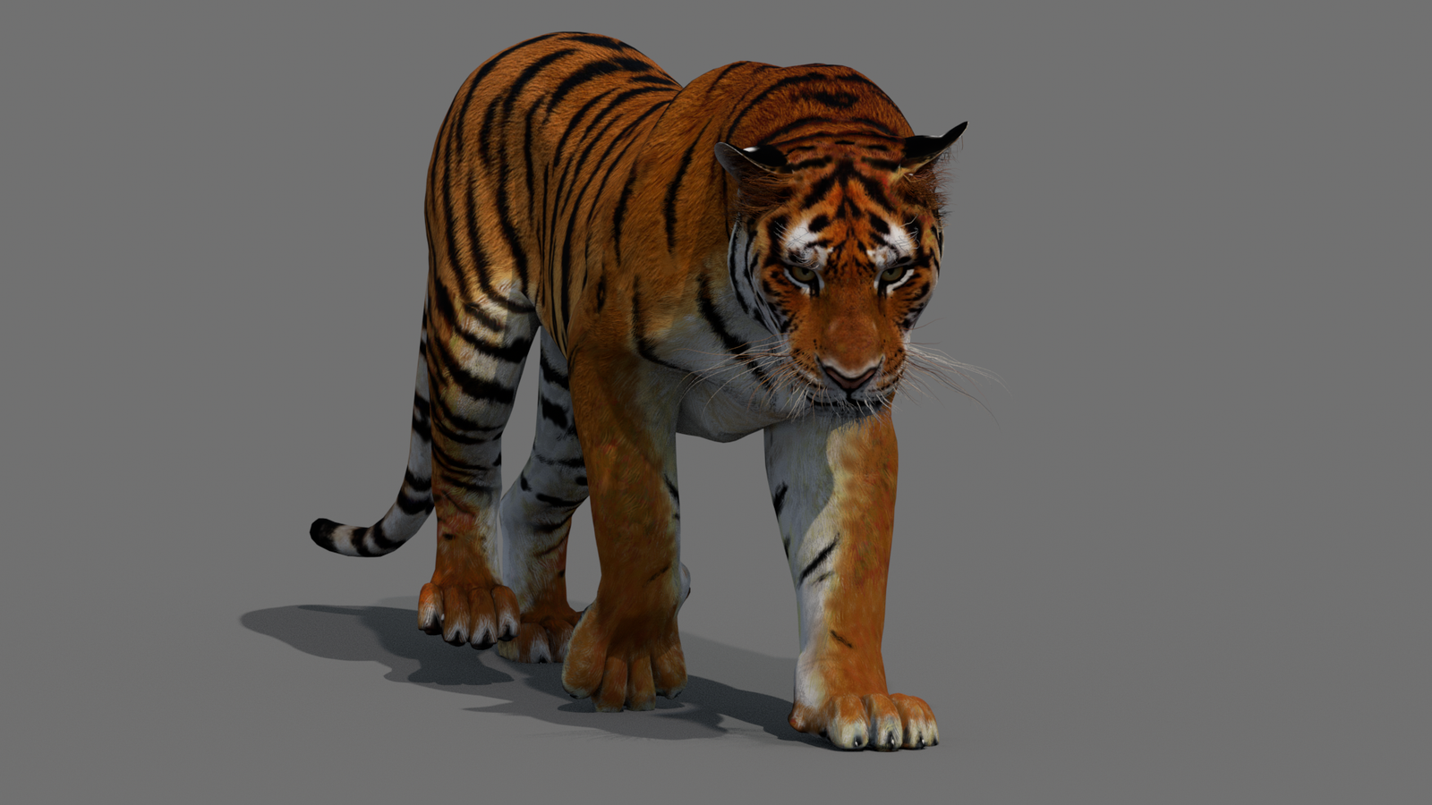 Tiger 3D Model Animated 360° view 2 frame 43