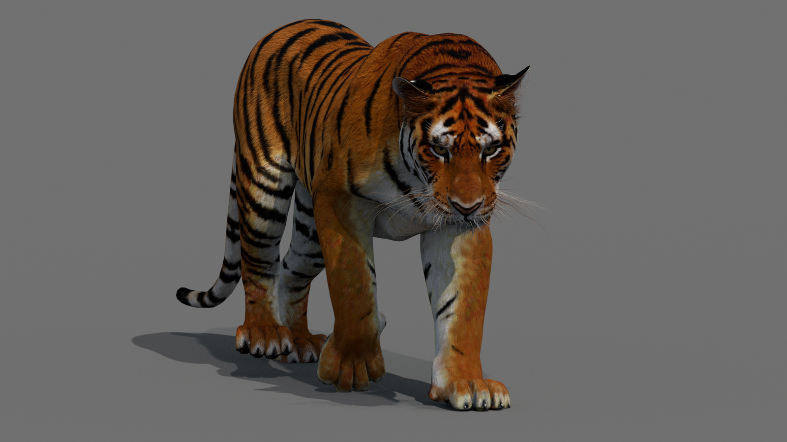 Tiger 3D Model Animated 360° view 2 frame 44