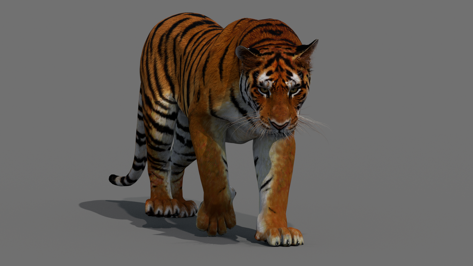Tiger 3D Model Animated 360° view 2 frame 45