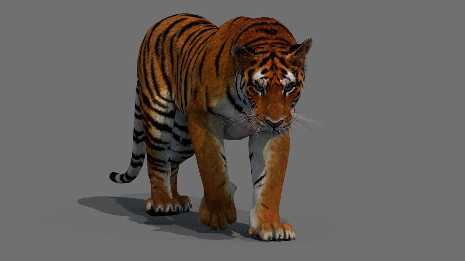Tiger 3D Model Animated 360° view 2 frame 46