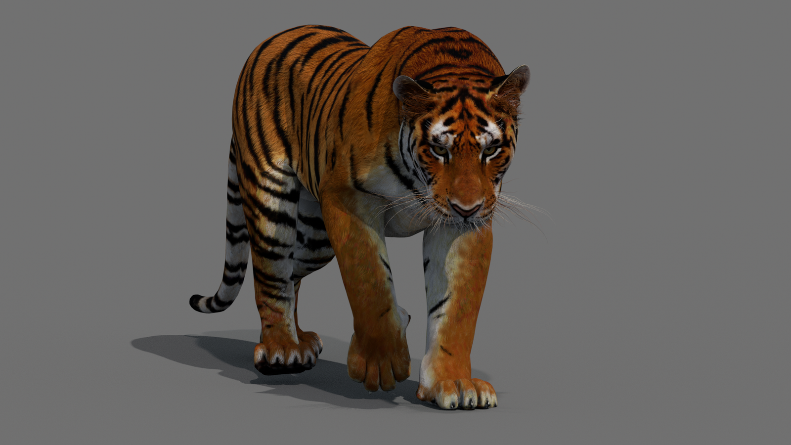 Tiger 3D Model Animated 360° view 2 frame 47