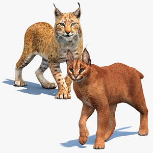 Tufted‑Ear Wildcats 3D Bundle — Caracal & Lynx (Rigged, Animated) Thumbnail