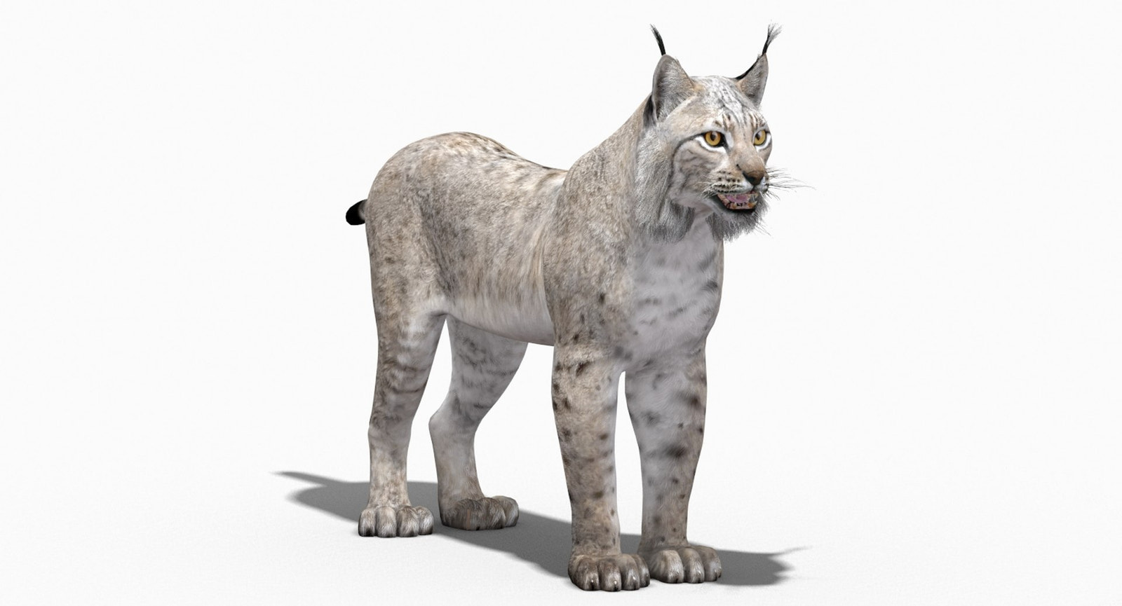 White Eurasian Lynx 3D Model — High-Quality Static Asset