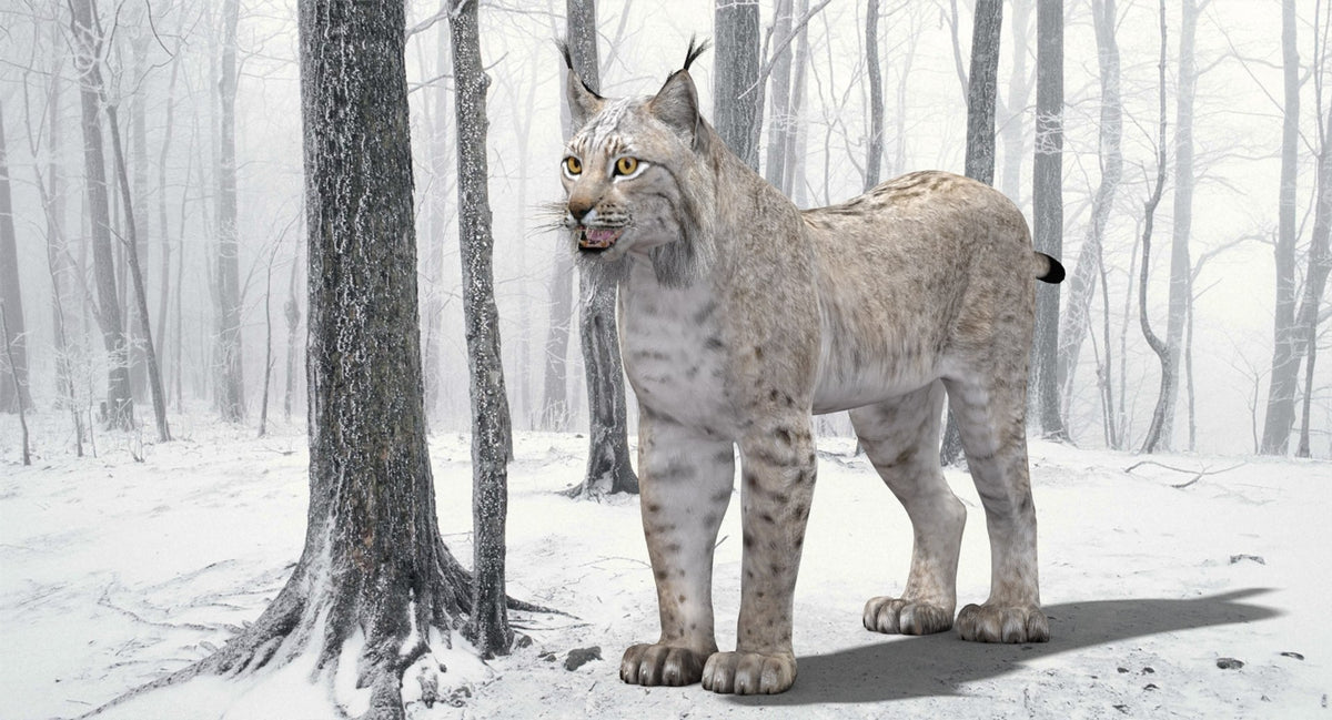 White Eurasian Lynx 3D Model — High-Quality Static Asset