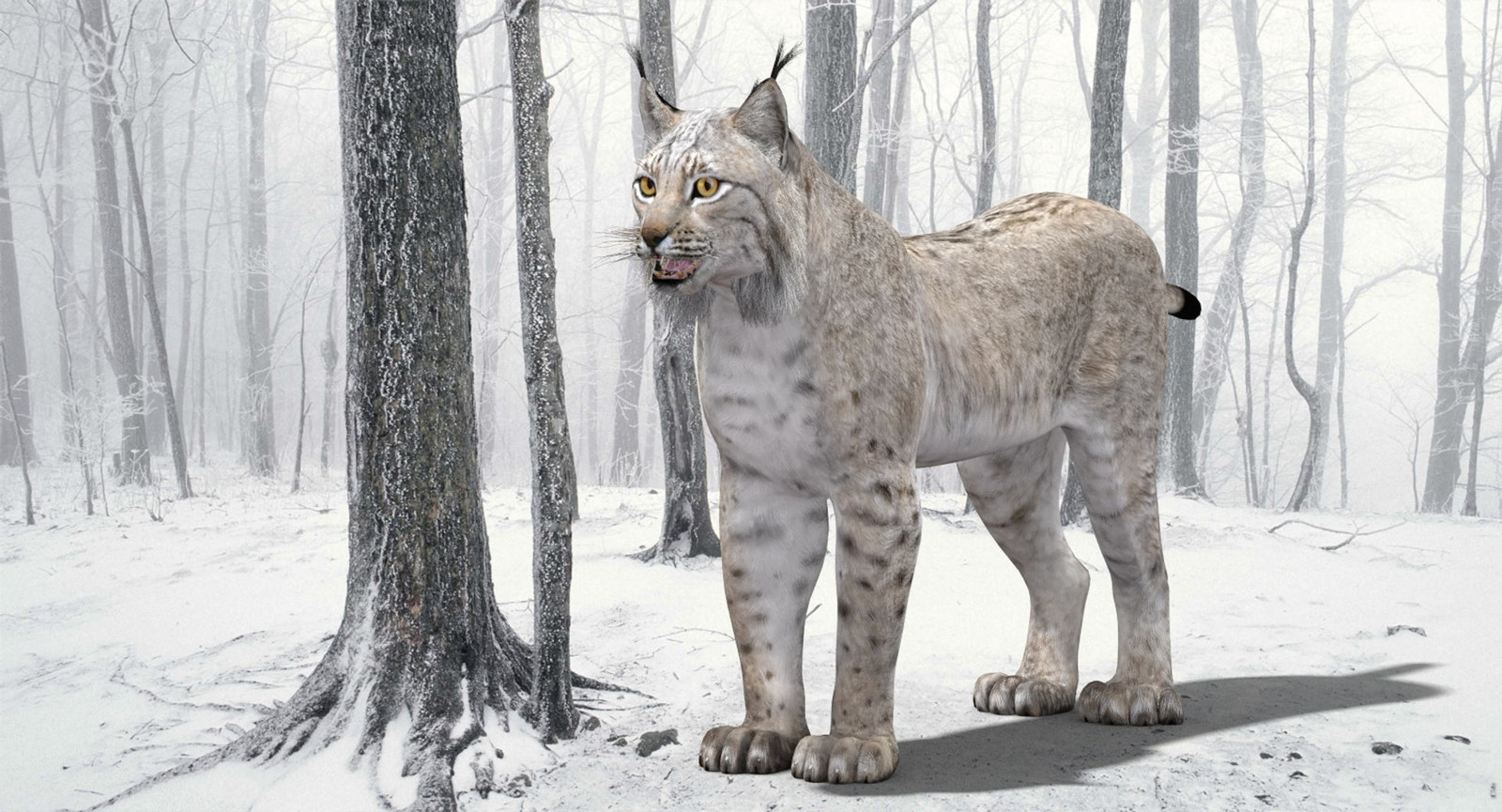 White Eurasian Lynx 3D Model — High-Quality Static Asset